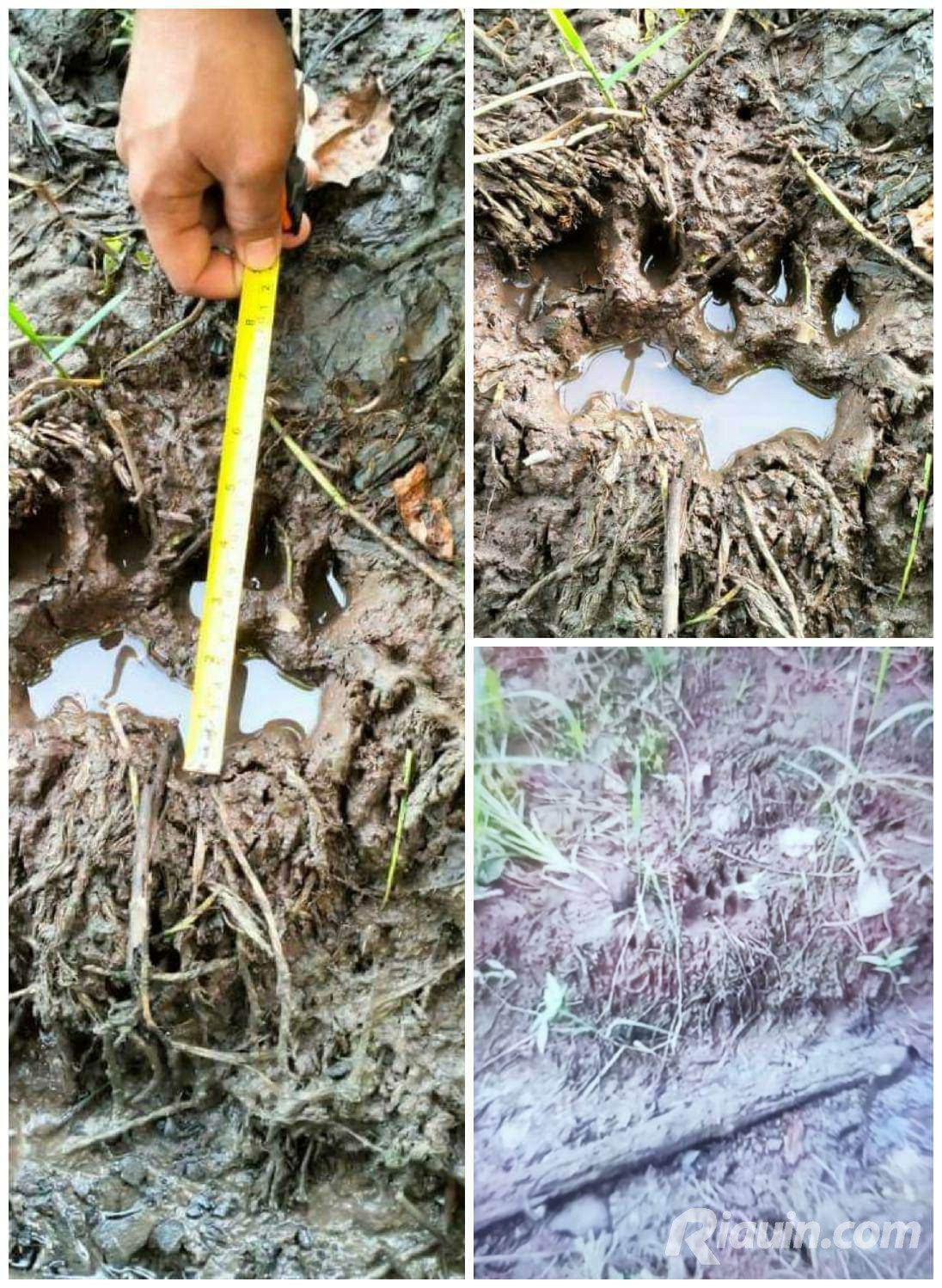 Heboh di Group WA, Warga Temukan Jejak Kaki Harimau di Suak Lanjut Siak