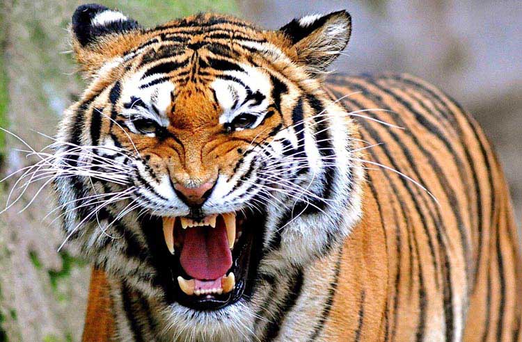Diduga Dimangsa Harimau, Seorang Penebang Kayu di Pelalawan Tewas Mengenaskan