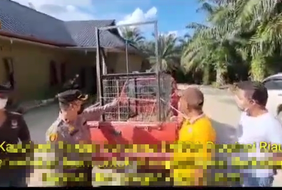 Harimau Berkeliaran Resahkan Warga Mandau, BKSDA Riau Pasang Perangkap Besi