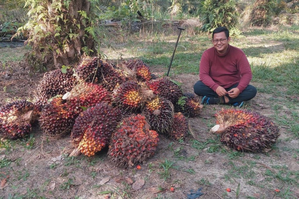 Harga Sawit di Riau Tembus Rp3.533 per Kilogram, Berikut Dartar Lengkapnya