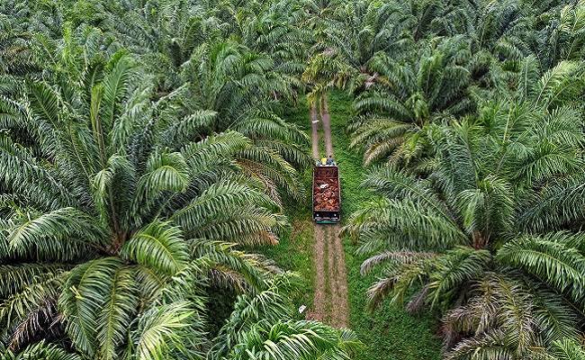 Alamak! Ratusan Ha Kebun Sawit SDA Group Diduga Berada di Cagar Biosfer Riau?