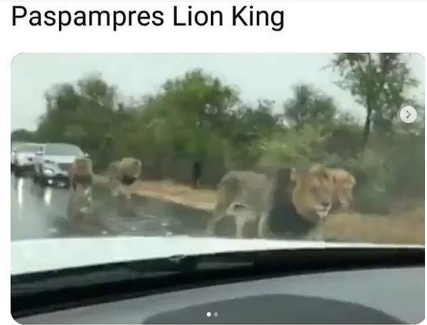 Wow, Kawanan Singa Jadi Pengawal Presiden Afrika Selatan