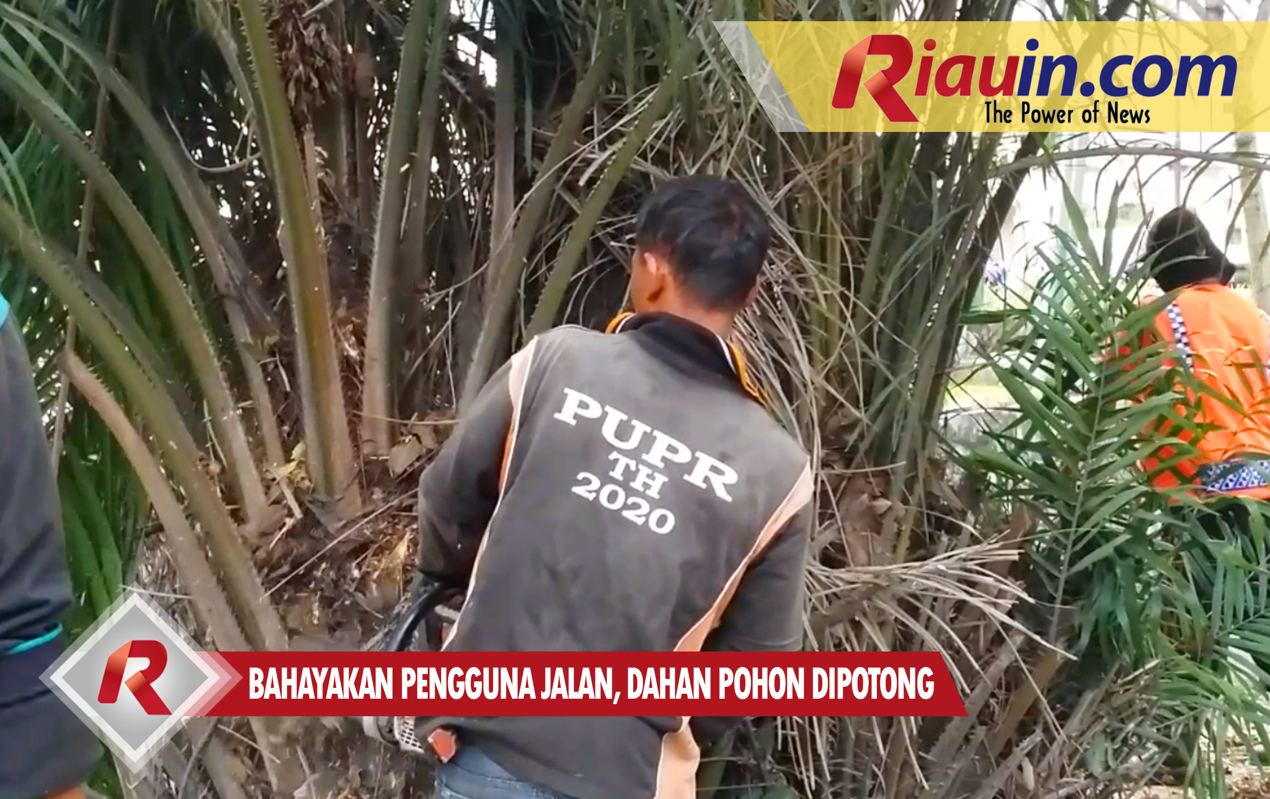 Bahayakan Pengguna Jalan, Dahan Pohon di Jalan Sudirman Pekanbaru Dipotong