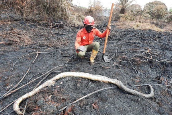 Karhutla Lahan Gambut di Siak, Ular Sanca dan Kura-kura Ditemukan Mati Terbakar