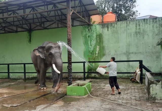 Lebihi Target, Kebun Binatang Taman Rimbo Jambi Raih Pendapatan Rp2,13 M hingga November