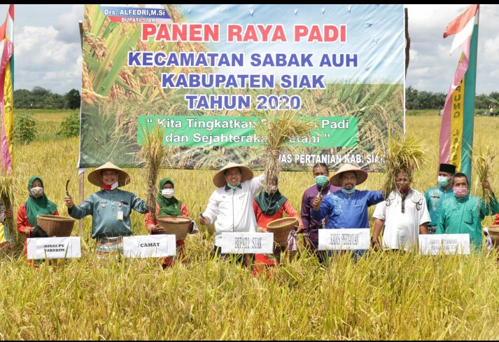 Dimasa Pandemi Covid-19, Bupati Siak Panen Padi di Kampung Laksamana, Sabak Auh