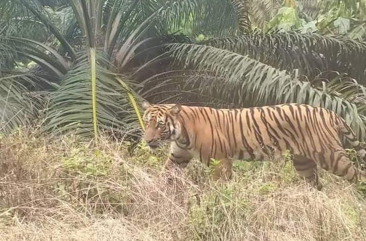 Harimau Berkeliaran di Kebun Sawit Milik Warga Siak, Ini Kata BKSDA Riau