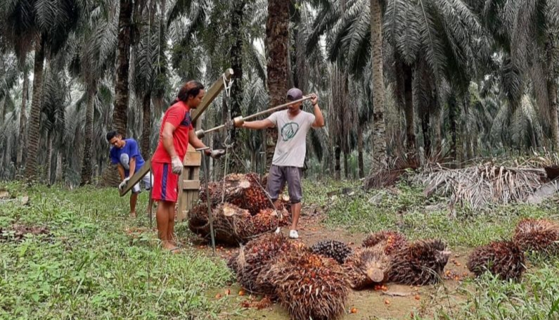 Stok CPO Negara Tujuan Ekspor Melimpah, Harga Sawit Riau Turun Pekan Ini