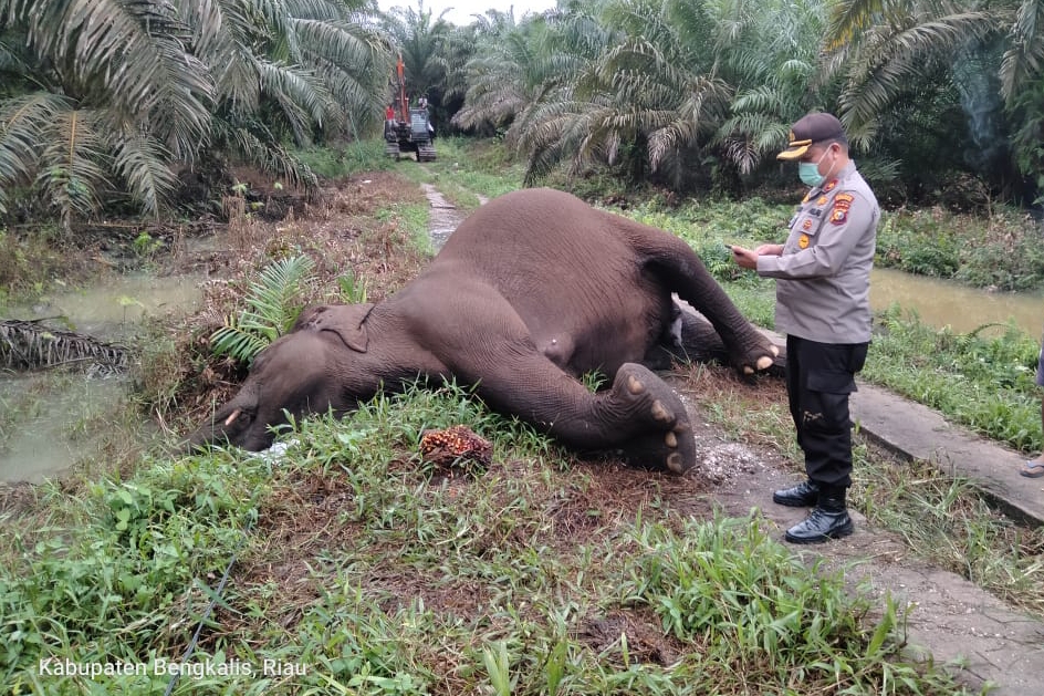 Diduga Tersengat Listrik, Gajah Betina Menyusui Ditemukan Mati di Koto Pait Bengkalis