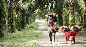 Ini Harga Lengkap TBS Sawit di Riau Periode 14-20 Oktober 2020