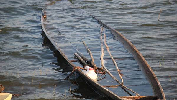 Perahu Berisi Buah Sawit Bocor di Tengah Sungai Rokan, 1 Petani Hilang