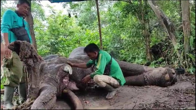 Gajah Latih di TN Tesso Nilo Pelalawan Ditemukan Mati Tanpa Satu Gading