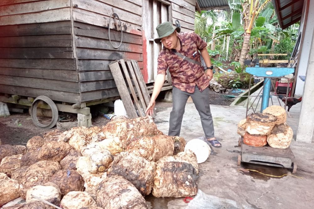 Harga Bahan Olahan Karet di Riau Minggu Ini Stabil