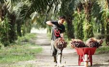 Naik Lagi, Harga Sawit di Riau Capai Rp2.426 Per Kilogram
