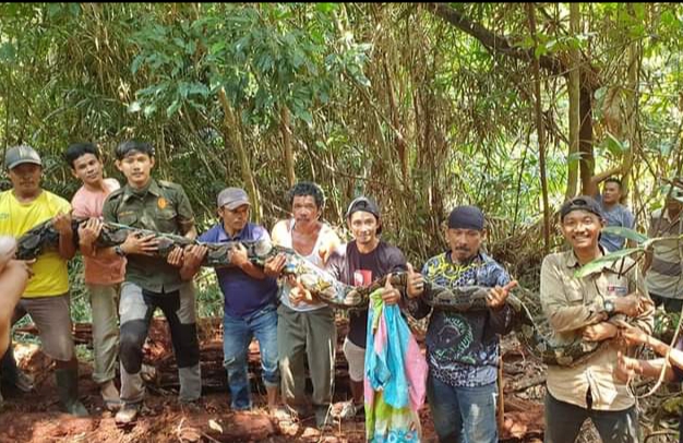 Gempar, Warga Sungai Buluh Pelalawan Tangkap 2 Ekor Ular Piton Raksasa