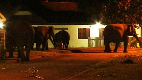 Empat Gajah Liar Serang Permukiman di Inhu, Warga sempat Mengungsi