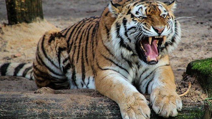 Harimau Hadang Pekerja Proyek Buka Lahan di Pasaman Barat