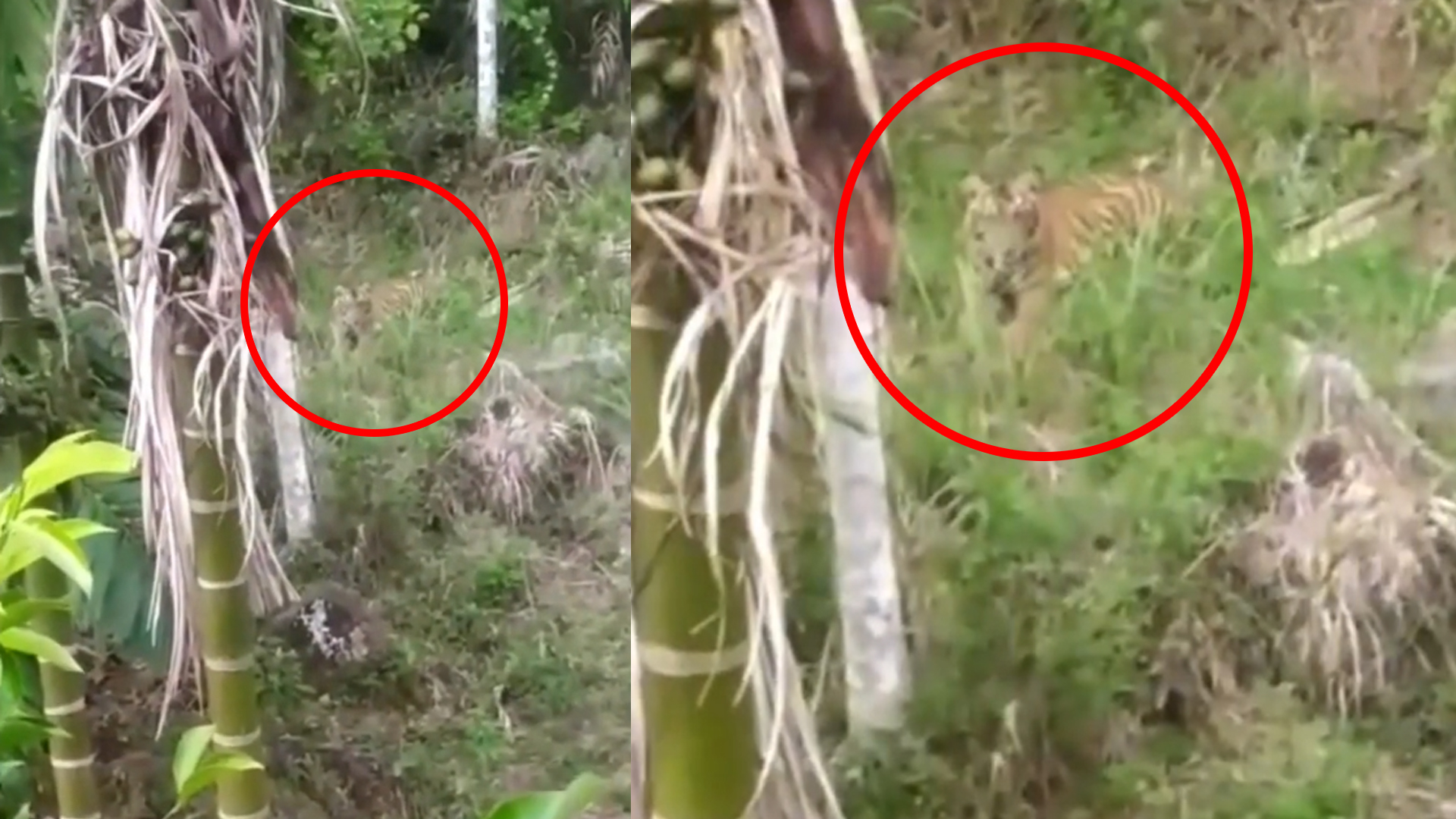 Ngeri!, Momen Pria Panjat Pohon Demi Hindari Harimau Didepannya, Sempat Rekam Pakai Ponsel