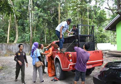 BBKSDA Riau Lepasliarkan Beruang Madu dan Macan
