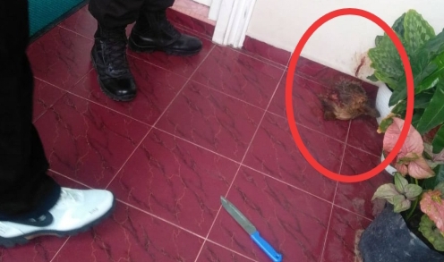Ada Kepala Anjing di Teras Rumahnya, Humas Kejati Riau: Ini Semacam Teror Bagi Saya dan Keluarga
