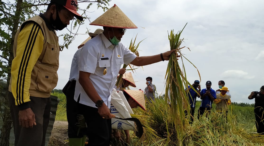 Panen Raya di Desa Mukti Jaya, Bupati Suyatno: Semoga Rokan Hilir Jadi Daerah Swasembada Pangan di Riau