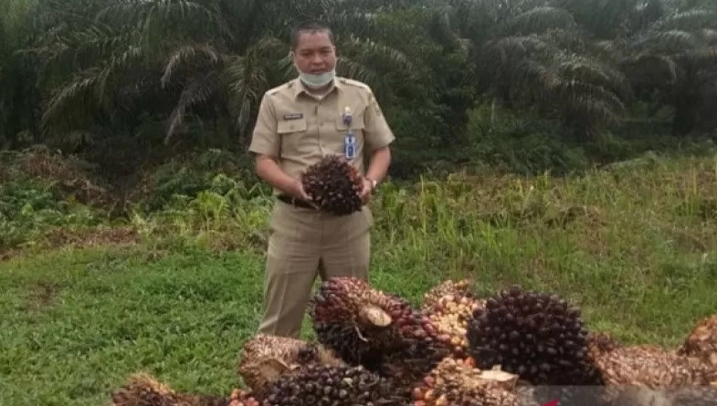 Harga Minyak Nabati Global Melorot Picu Turunnya Harga Sawit Riau