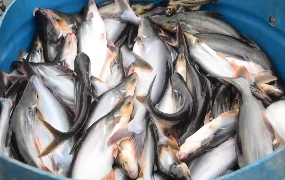 Investor Butuh Ikan Patin 30 Ton Per Hari, Gubri: Kerjasama Tertunda karena Covid-19