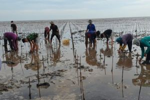 Ekosistem Mangrove Rusak, 482 Km Pantai di Riau Terancam Abrasi
