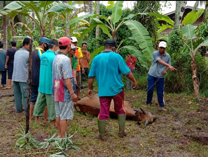 Warga Desa Senggoro Bengkalis Rayakan Idul Adha dengan Protokol Kesehatan