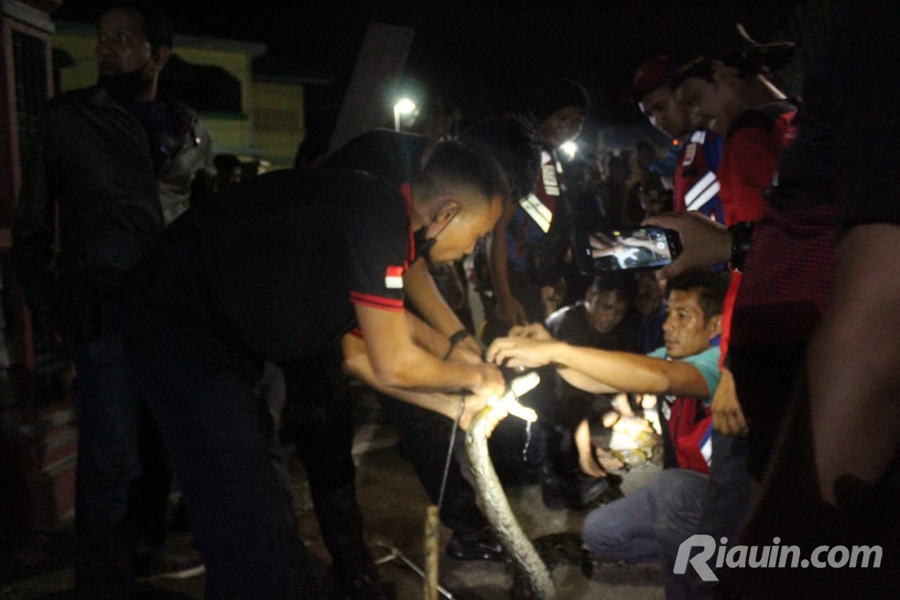 TRC DPKP Inhil Berhasil Evakuasi Ular Sanca Batik di Drainase