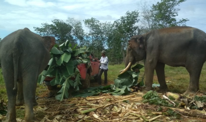 Rusak Kebun Warga, Gajah Kaesang dan Dodo Dievakuasi BKSDA Riau