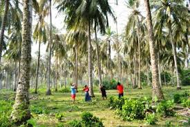 Kabar Gembira, Petani Kelapa di Inhil Bakal Terima 500 Ha Raplanting Kebun Tahun Ini
