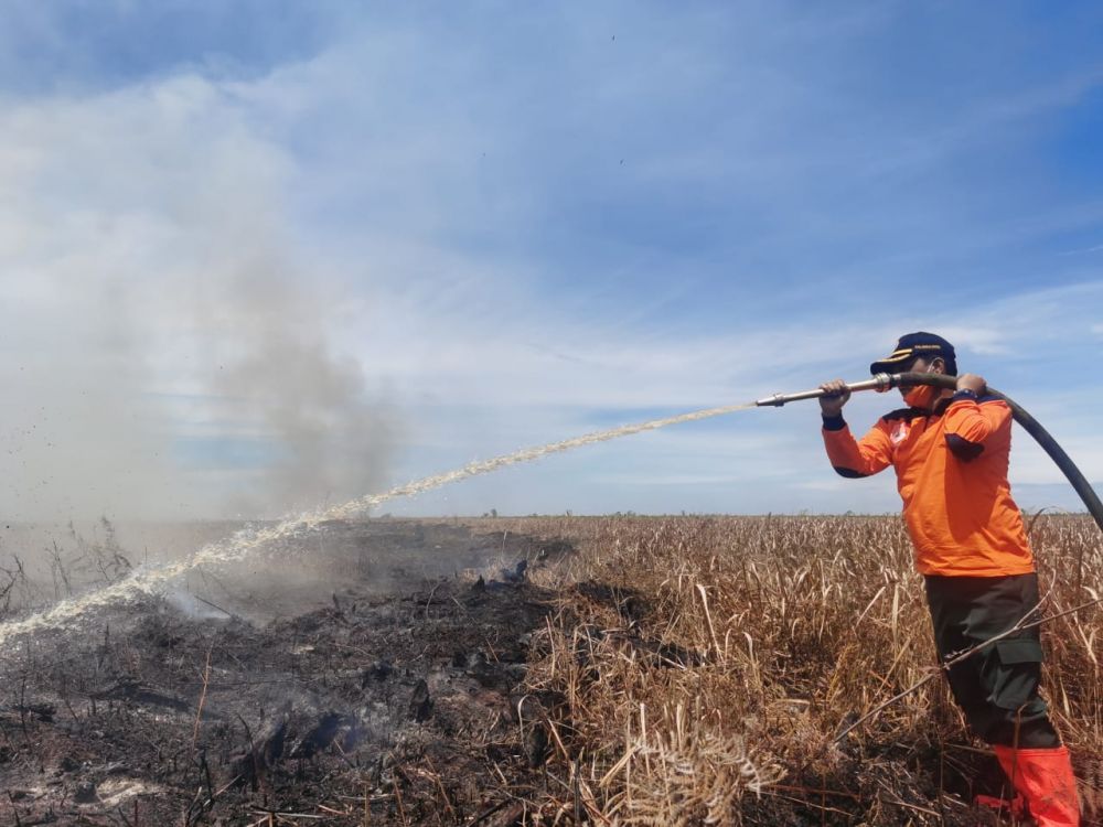 Hingga September Ini, Kebakaran Hutan Hanguskan 1.286 Hektar Lahan di Riau, Bengkalis Terluas