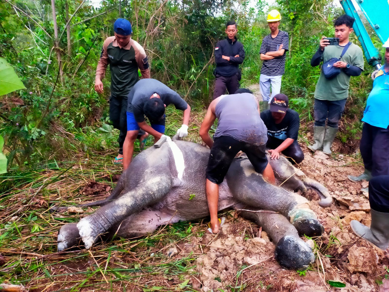 Anak Gajah di Tesso Tenggara Ditemukan Mati, Ini Penyebabnya