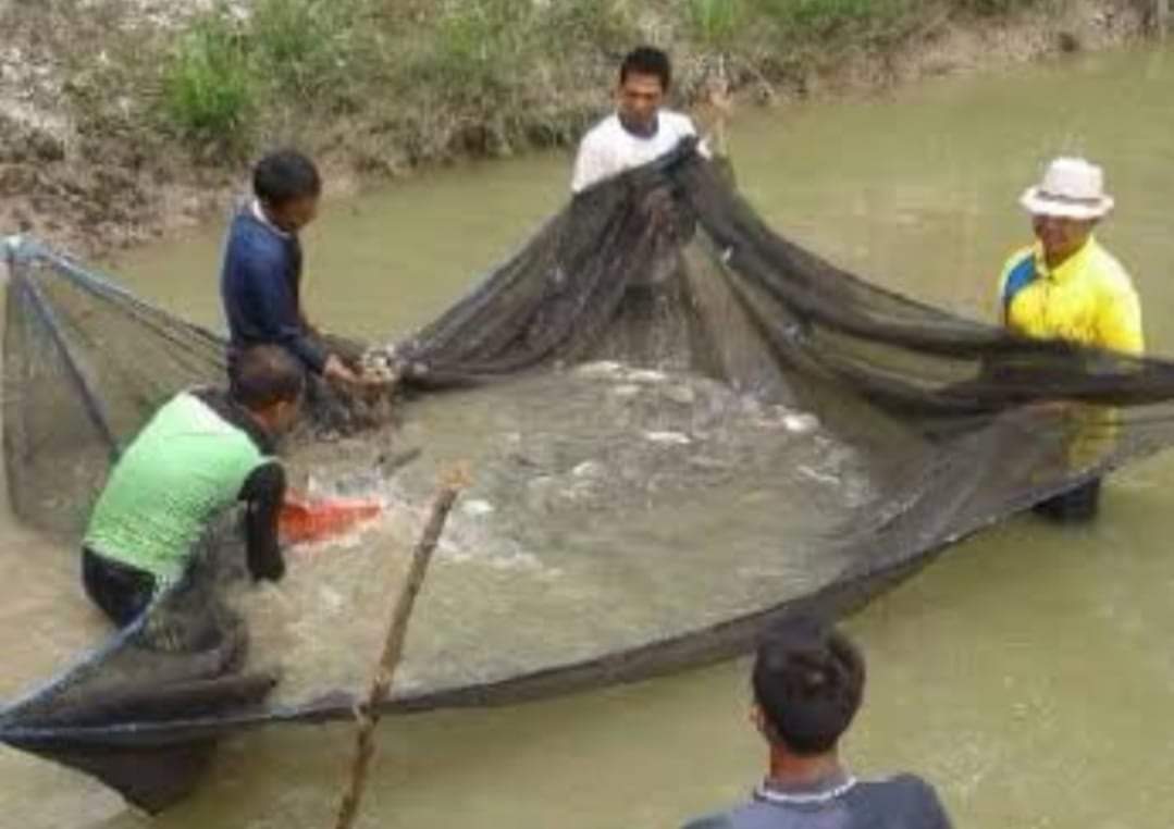 Kuansing Penghasil Ikan Nila Terbesar di Riau, Capai 4.900 Ton Setahun