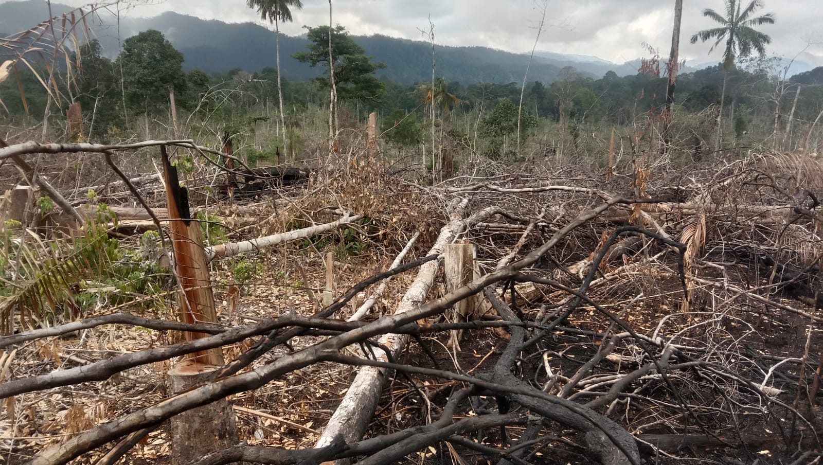 Oknum Warga di Batang Cenaku Inhu Diduga Rambah dan Perjualbelikan Lahan Hutan TNBT