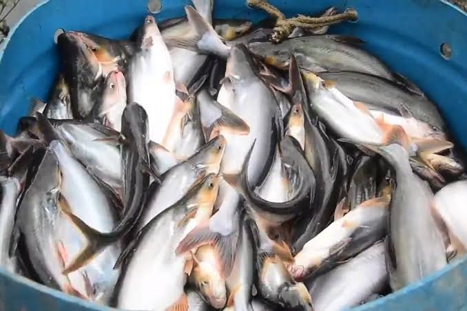 Rencana Investasi di Riau, Arab Saudi Ditawarkan Ikan Patin dari Kampar