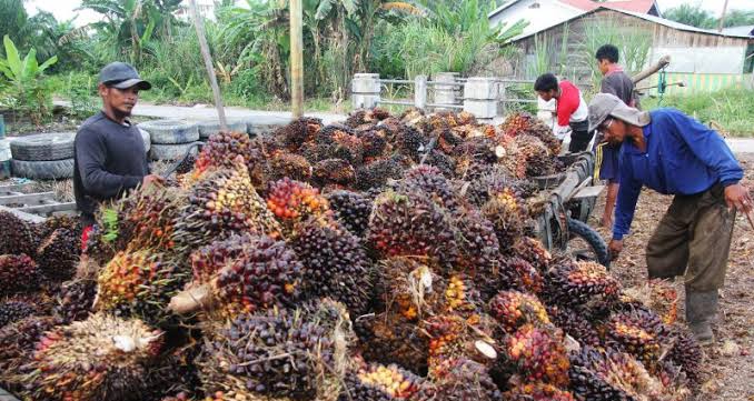 Naik Lagi, Harga Sawit di Riau Periode 25-31 Agustus Capai Rp 2.804 Per Kilogram