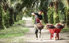Turun Tipis, Ini Rincian Harga TBS Sawit di Riau Sepekan ke Depan