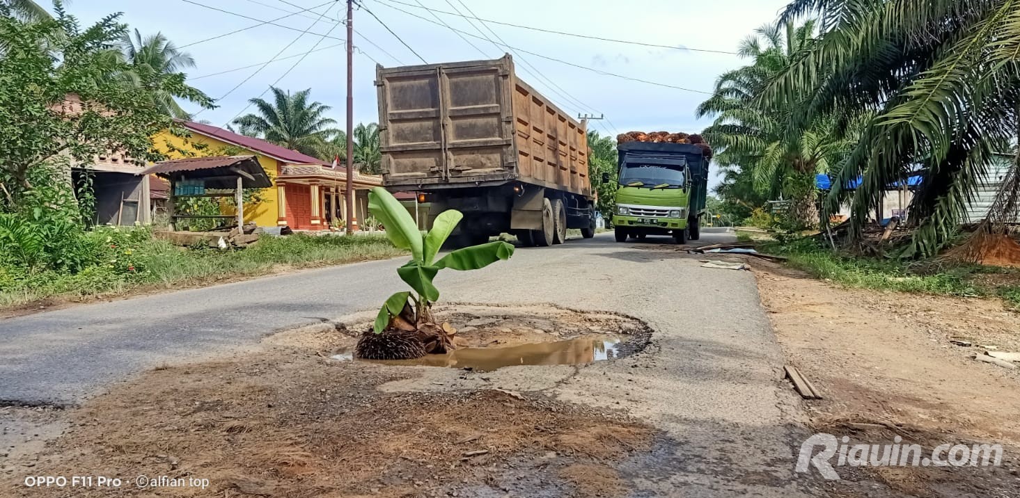 Warga Tambusai Rohul Tanam Pisang di Jalan Provinsi yang Rusak Parah