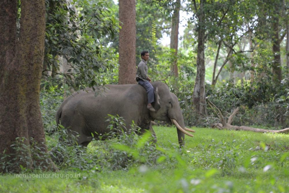 Gajah Berkeliaran di Tapung Kampar, BBKSDA Riau Lakukan Penggiringan