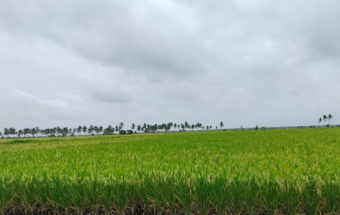 Kepala Dinas Pertanian Akui Tak Ada Bantuan Pupuk Bagi Petani di Simpang Kubu