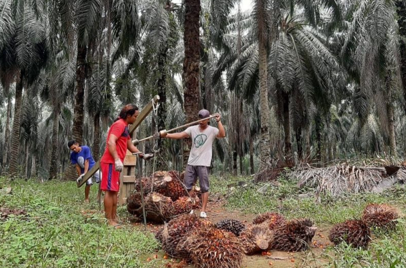 Permintaan Ekspor Meningkat, Harga Sawit di Riau Naik Pekan Ini