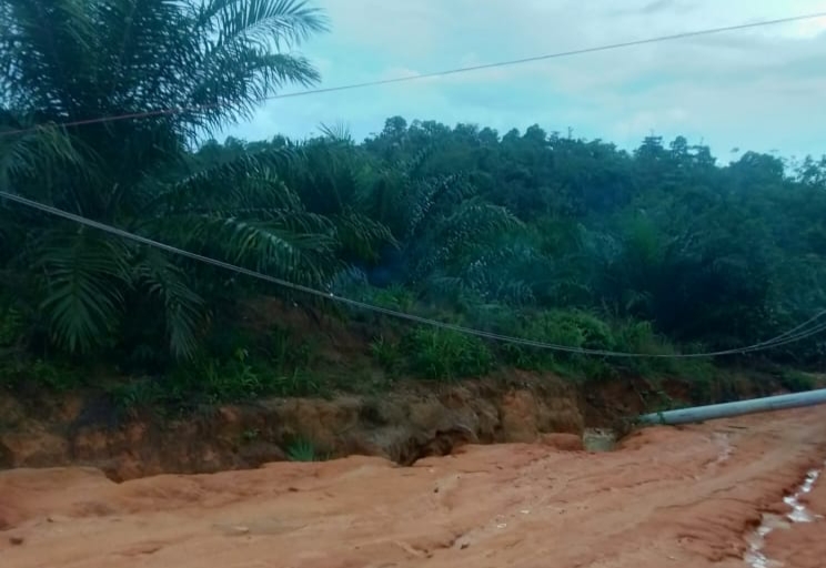 Tiang Listrik Ditimpa Pohon Tumbang, Lampu Terpaksa Dimatikan di Batang Gangsal Inhu