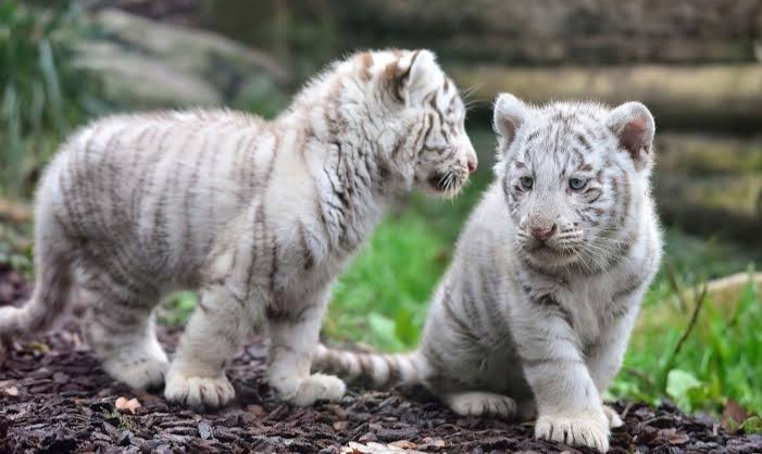 2 Harimau Putih di Pakistan Mati, Diduga Kena Corona dari ...