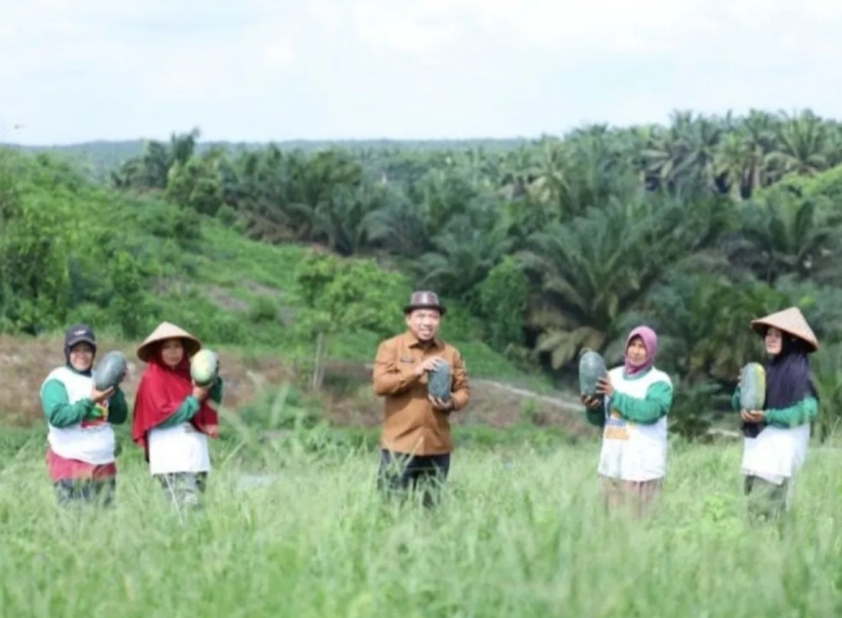 Manfaatkan Lahan Tidur Milik Pemda, Petani di Siak Panen Semangka 60 Ton