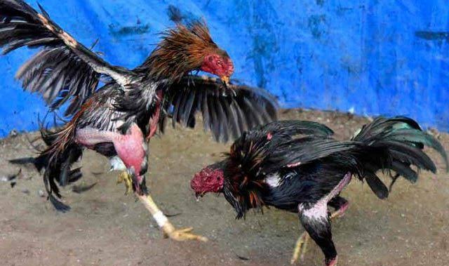 Dimasa Pandemi Covid-19, Judi Sabung Ayam Marak di Simpang PIR Tandun Rohul