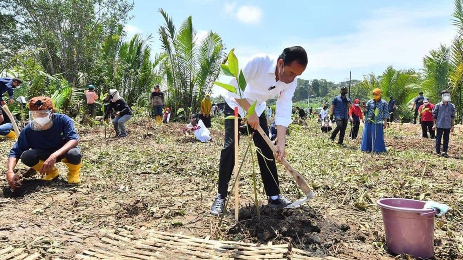 Kunker ke Riau, Besok Jokowi Dijadwalkan Tanam Mangrove dengan Masyarakat Bengkalis