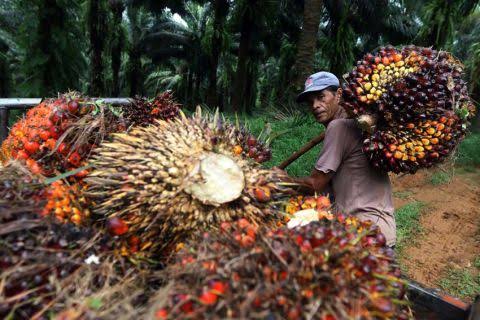 Berangsur Stabil, Harga Sawit di Riau Naik 4,6 Persen Pekan Ini