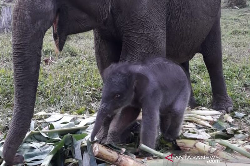 Gajah 45 Tahun Melahirkan Seekor Anak di TNTN Pelalawan